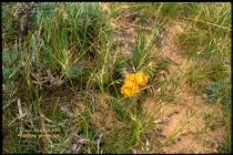 yellow cactus flowers